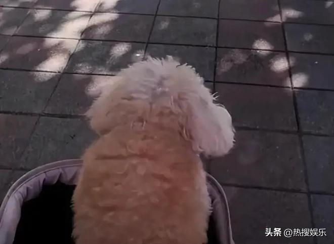 梅发声首次公开俩孩子居住环境小杨阿姨回怼黑粉为大S和马筱(图1)